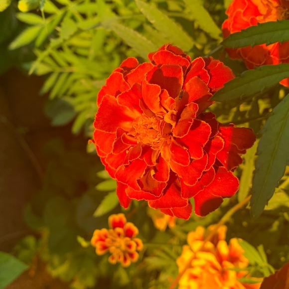 Meet your Posher, Yafreisy - Picture 1 of 1